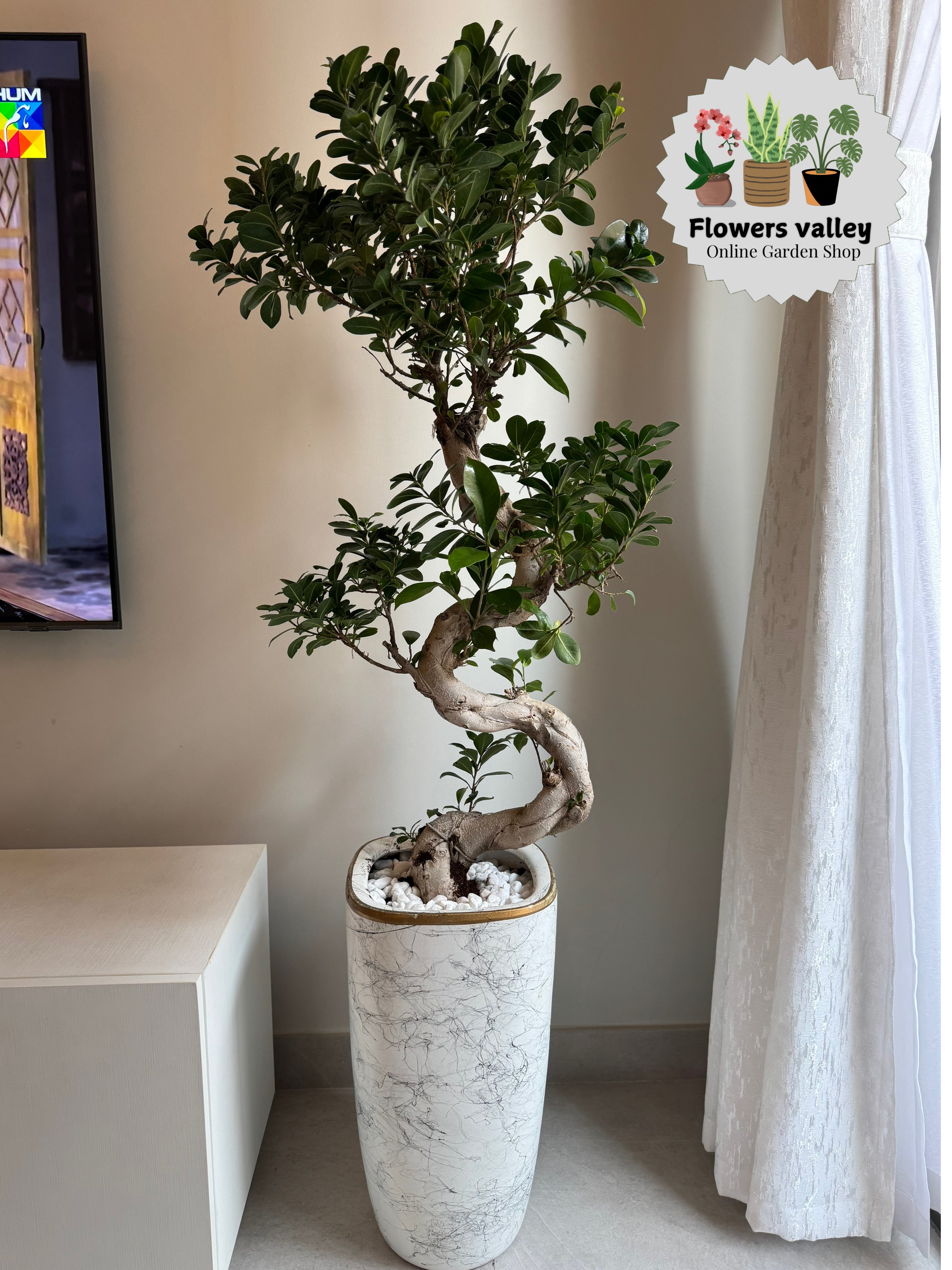 Bonsai plant with pot