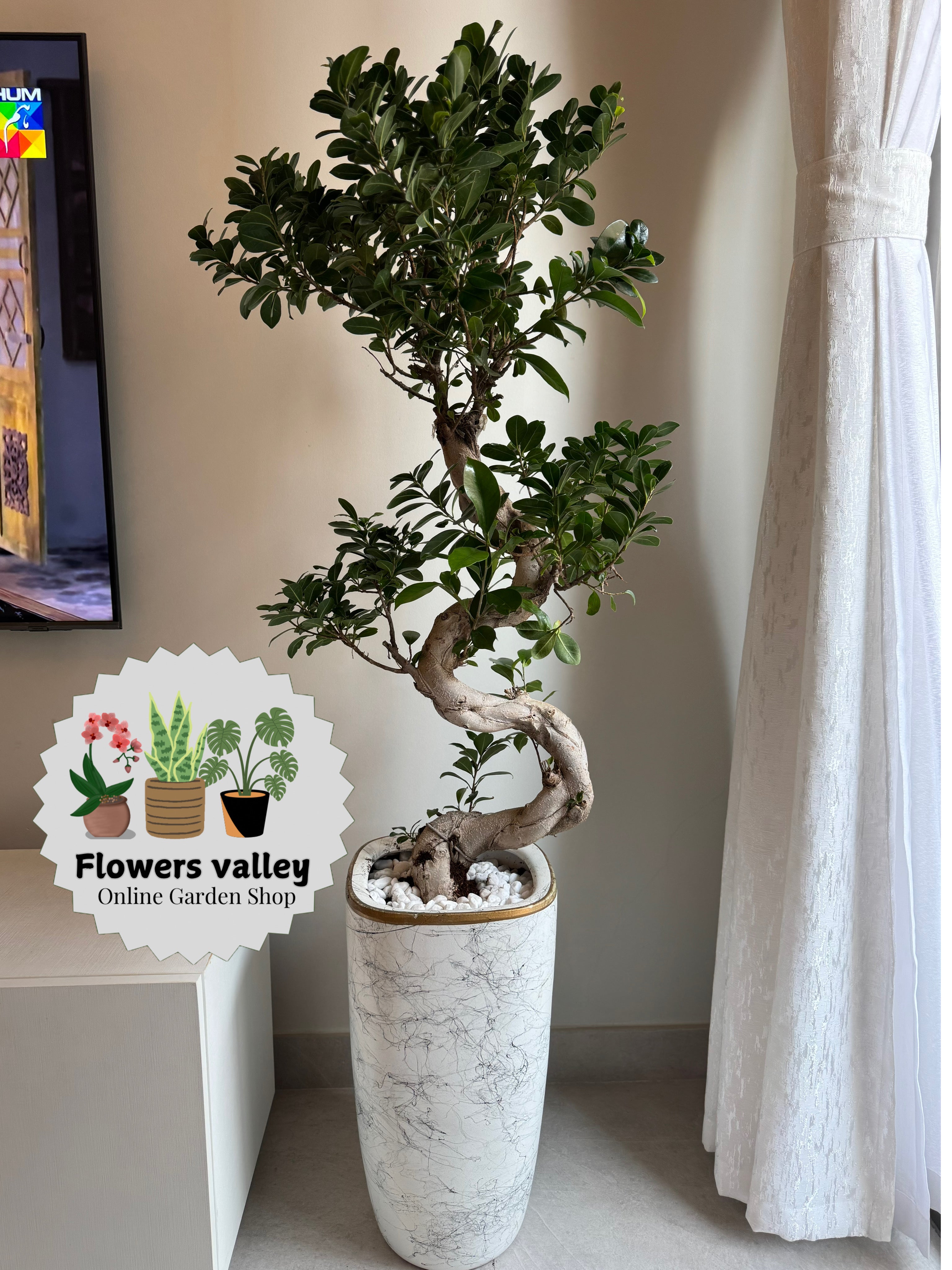 Bonsai plant with pot