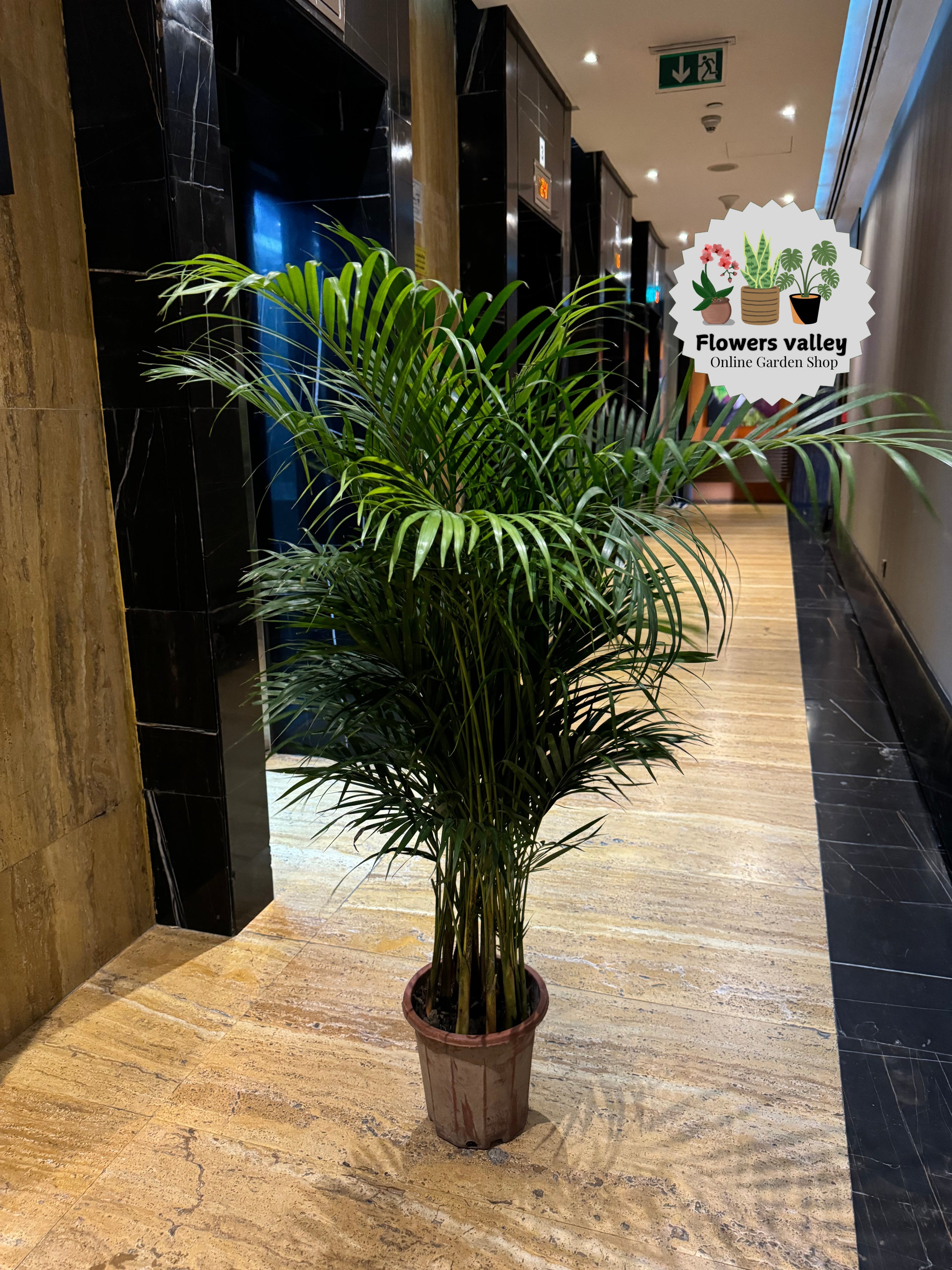 Areeca palm
