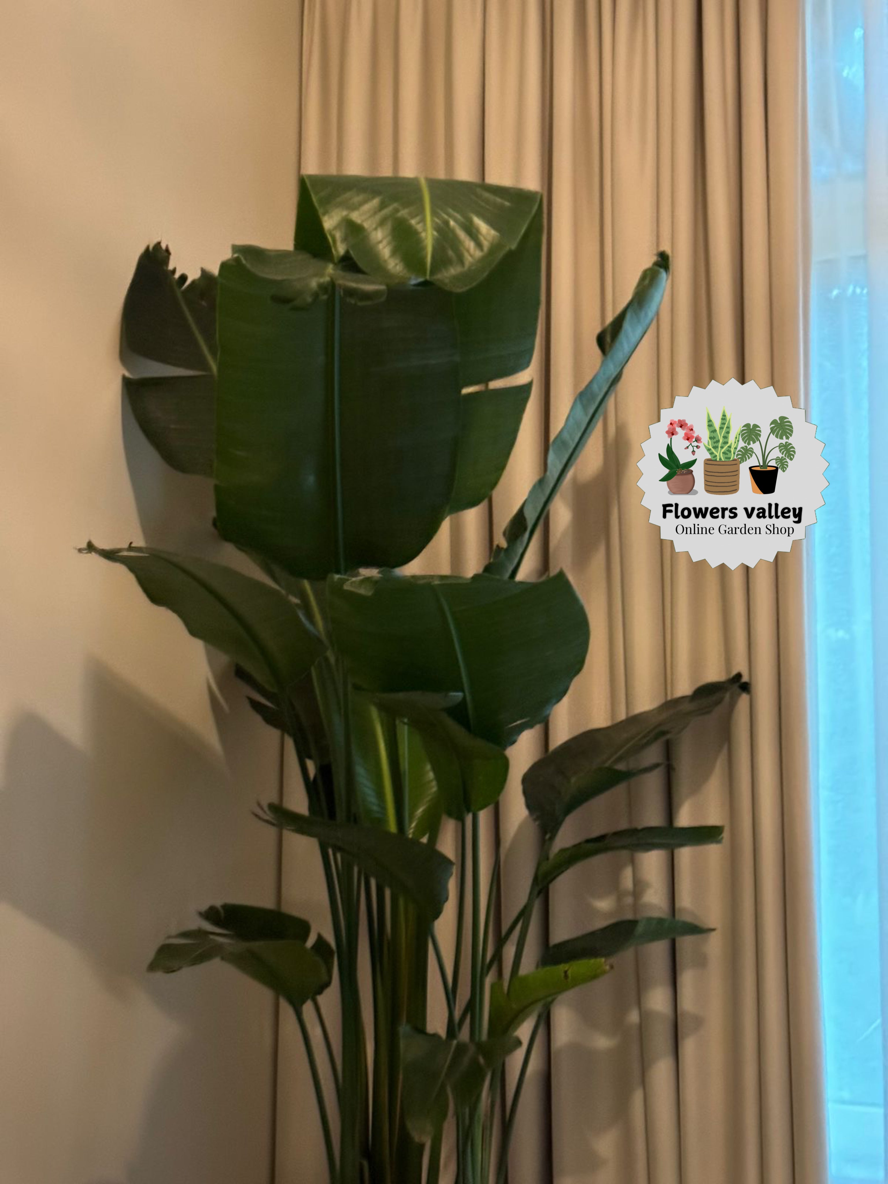 Bird of Paradise