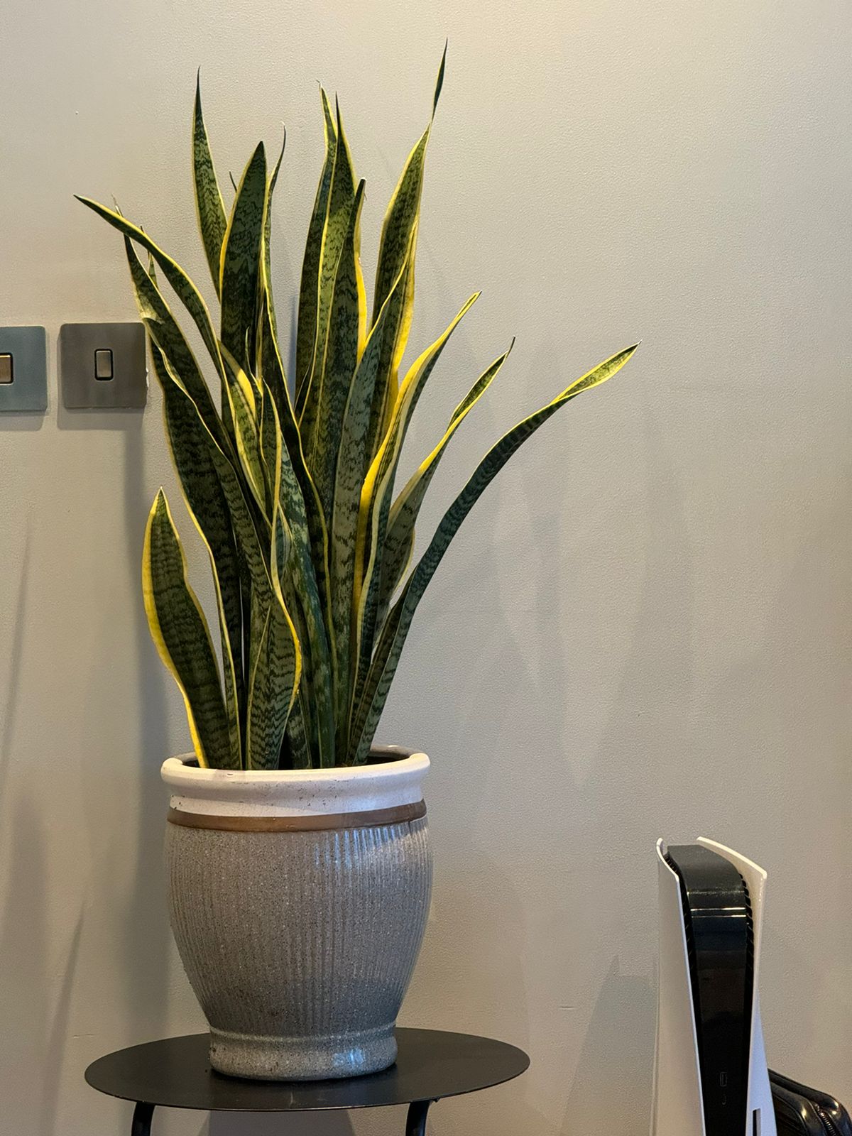 Snake plant