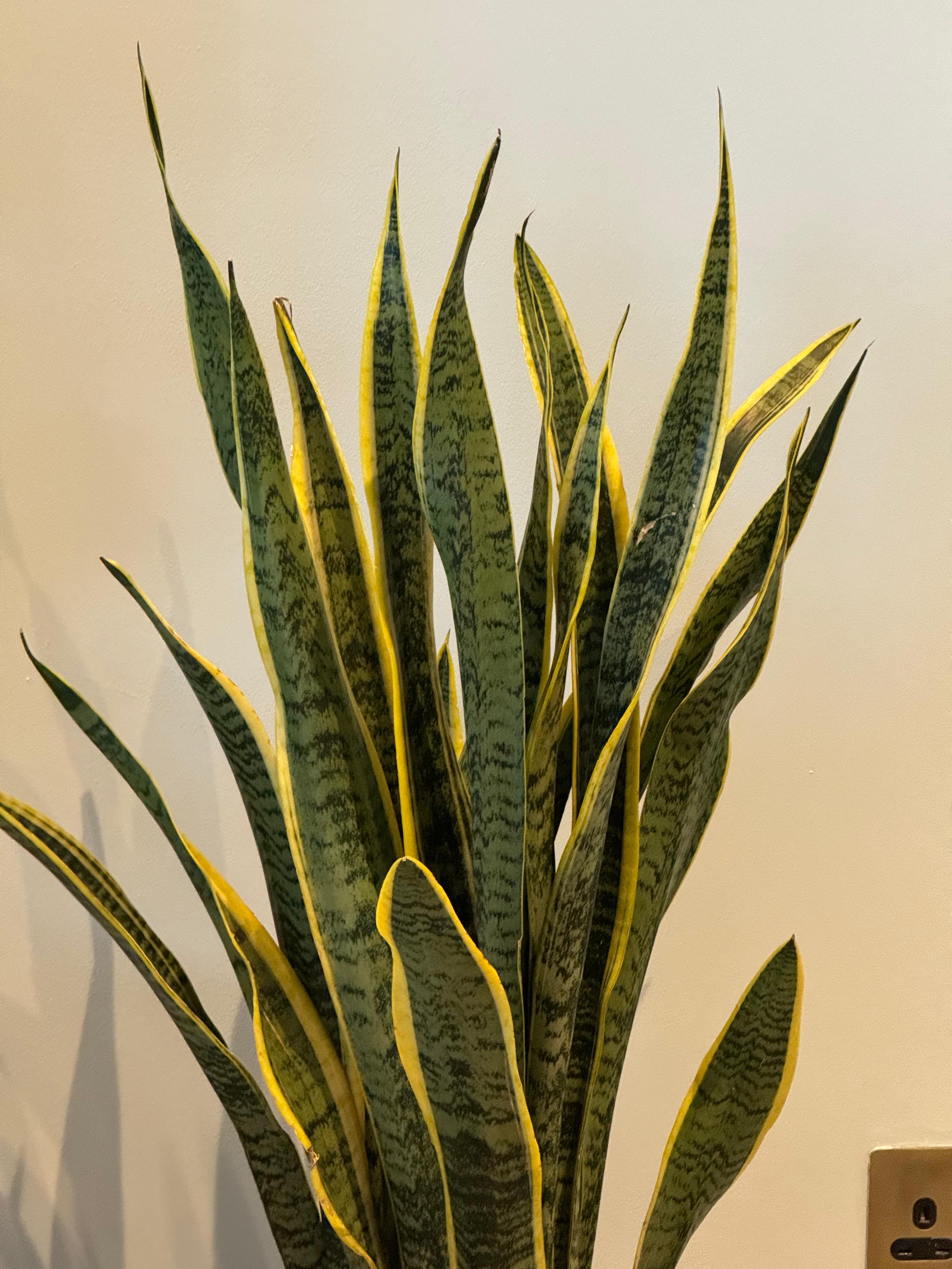 Snake plant