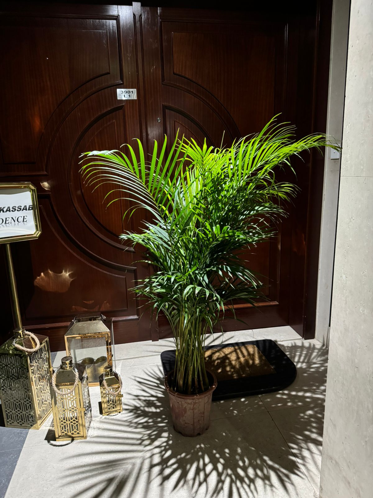Areeca palm