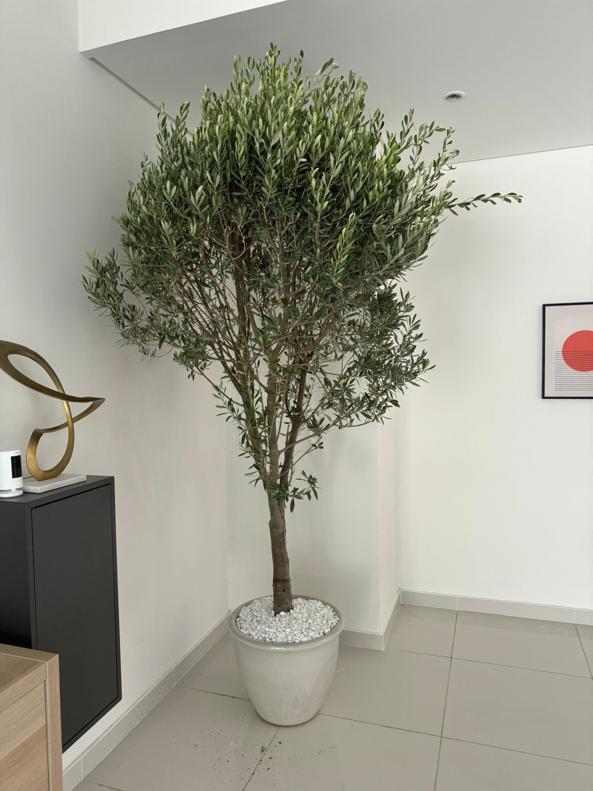 Olive tree