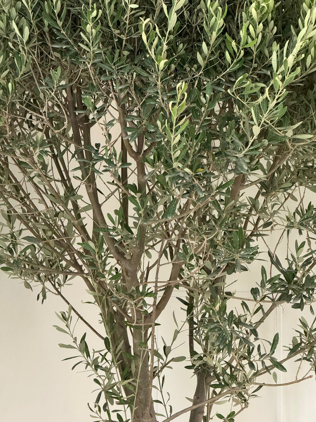 Olive tree