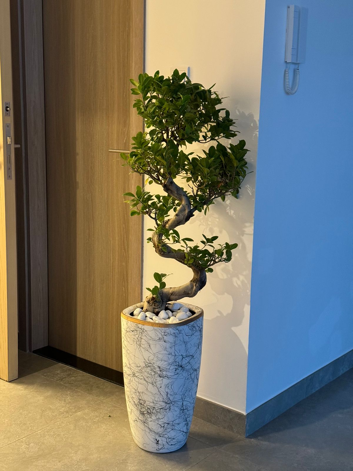 S shape bonsai