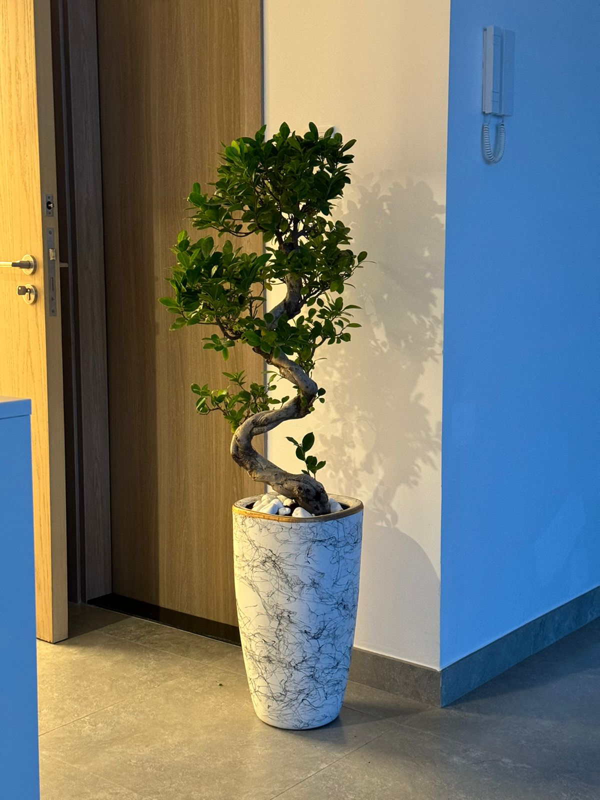 S shape bonsai