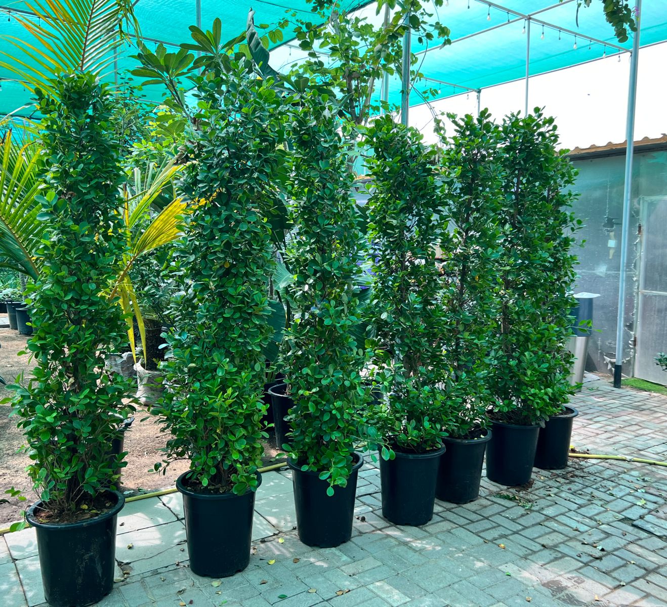 Ficus plant 2 meter tall