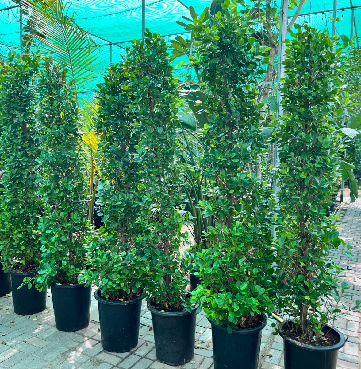 Ficus plant 2 meter tall