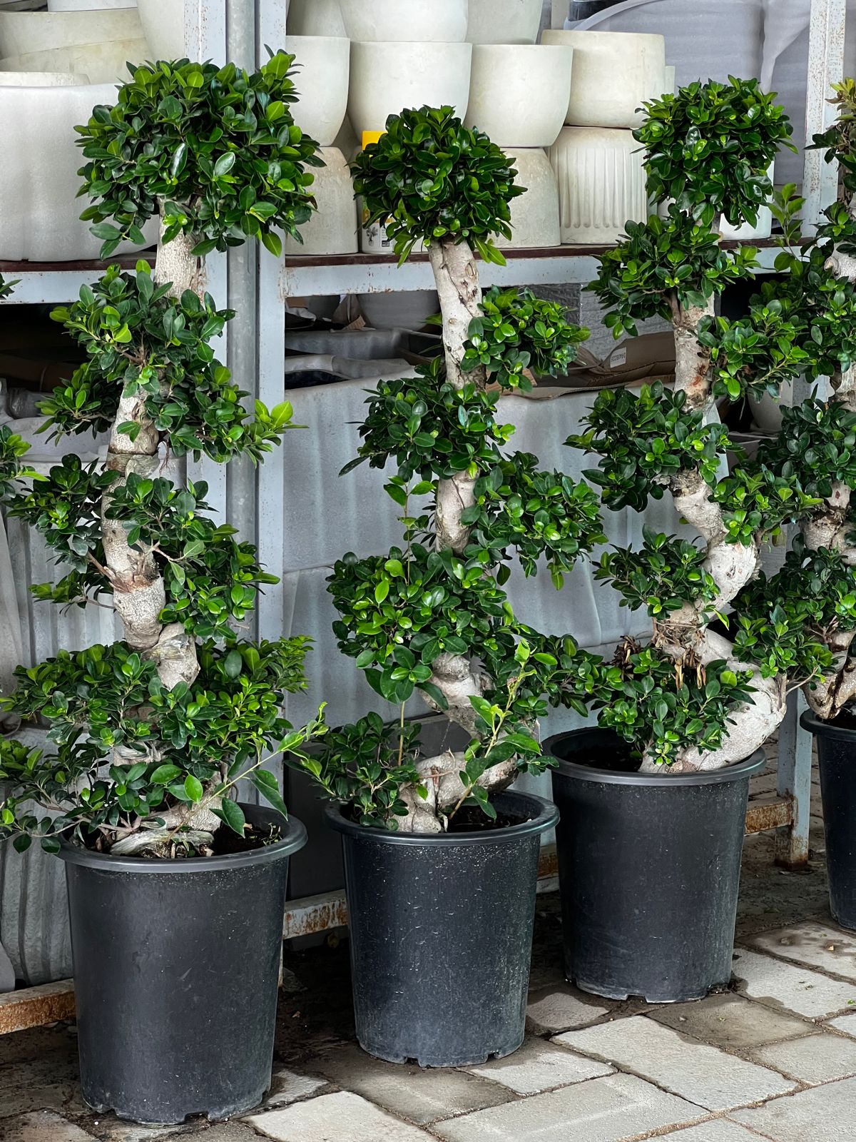 1.5 meter tall Bonsai s shape with nursery pot